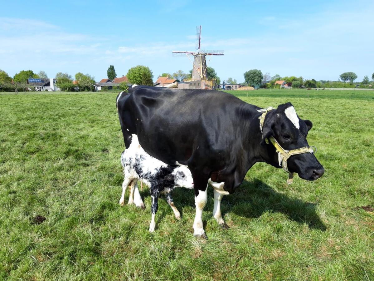 Villa Minicamping Dorpszicht Gapinge Exterior foto